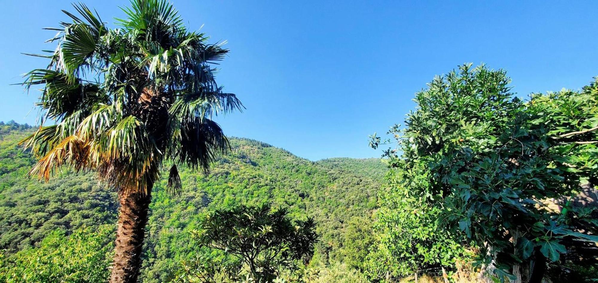 Gite De Combelebouze En Cevennes - Cosy, Confort Et Climatise - 3 Etoiles Saint-Privat-de-Vallongue Екстер'єр фото