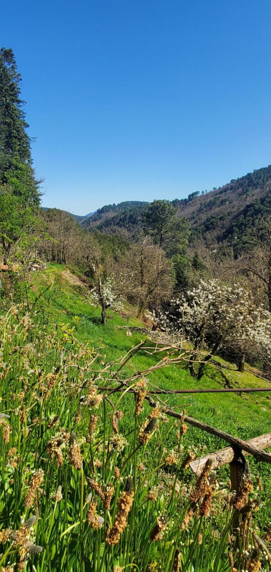 Gite De Combelebouze En Cevennes - Cosy, Confort Et Climatise - 3 Etoiles Saint-Privat-de-Vallongue Екстер'єр фото